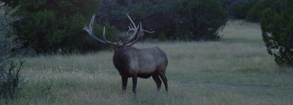 Elk