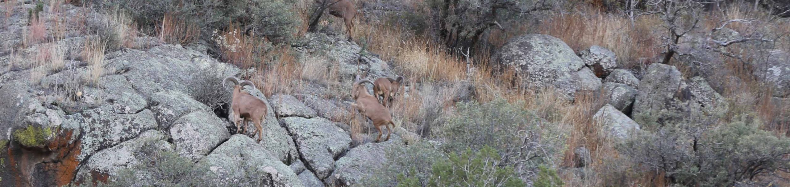 2012 Hunting Pictures