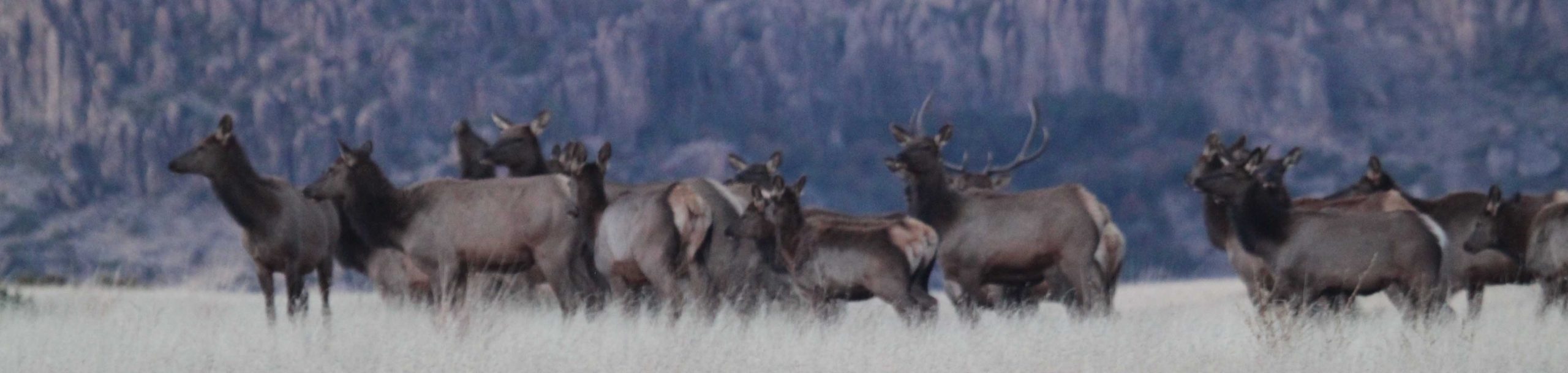 2010 Hunting Pictures