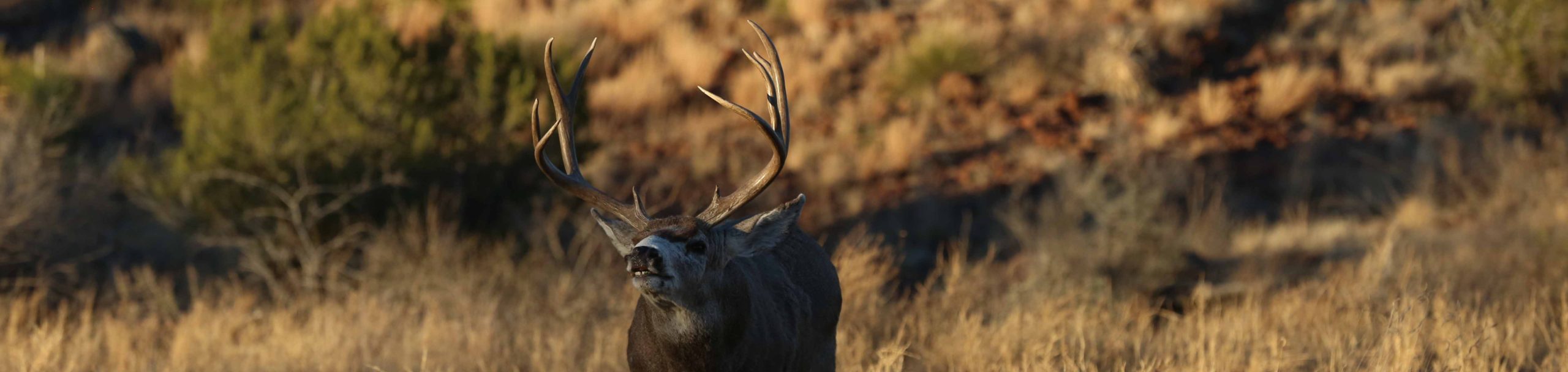 2013 Hunting Pictures