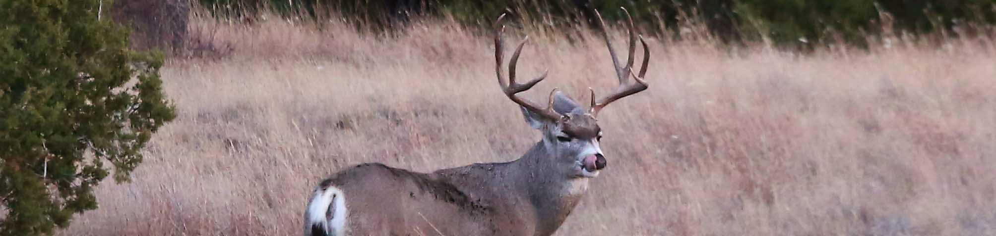 2015 Hunting Pictures