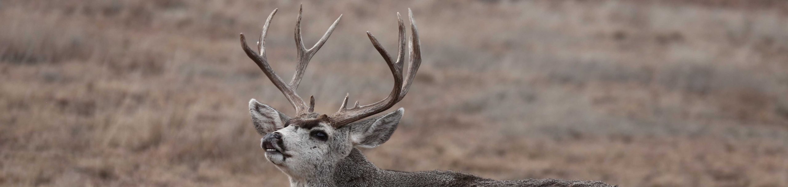 2016 Hunting Pictures