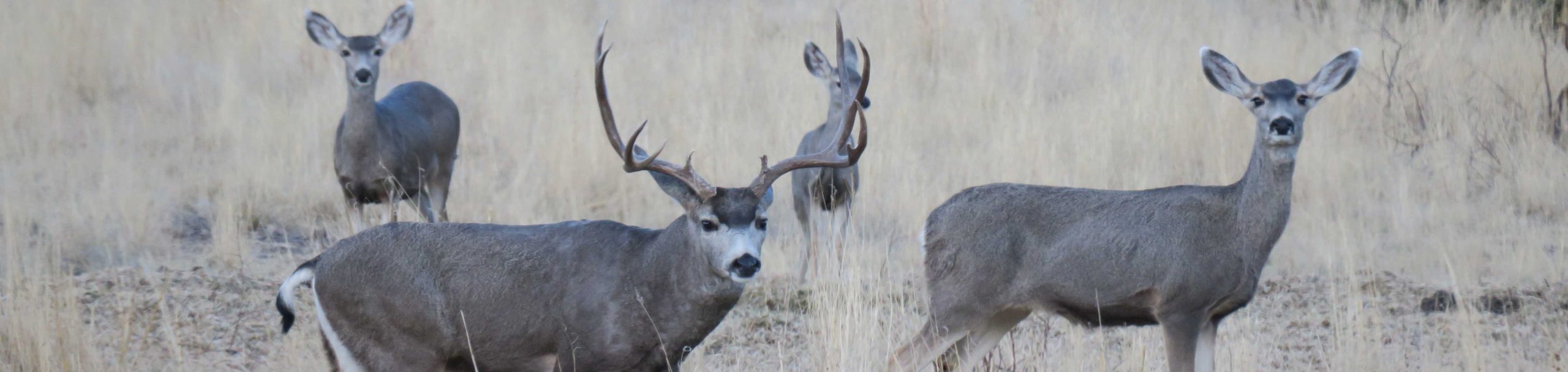 2017 Hunting Pictures