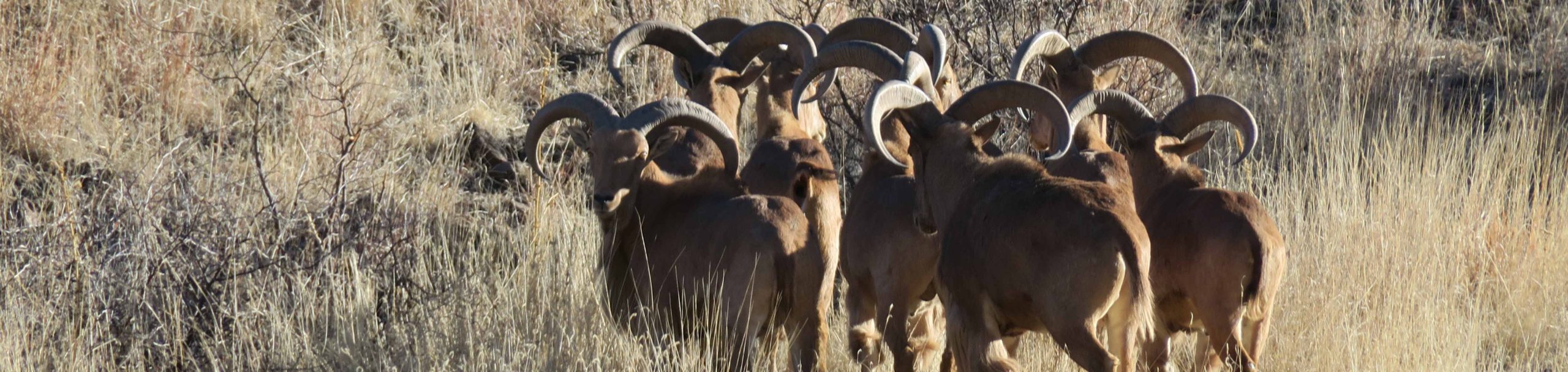 2018 Hunting Pictures