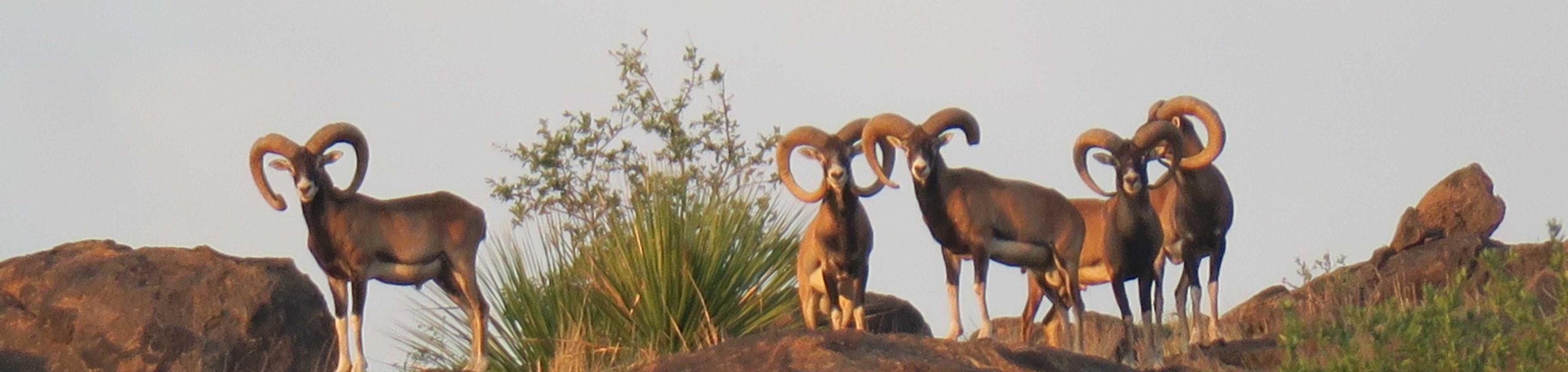 2019 Hunting Pictures